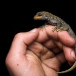 Hura te ao gecko handled during a lizard survey (northern Otago). <a href="https://www.instagram.com/samanimalman/">© Samuel Purdie</a>
