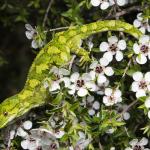 Rough gecko (Kaikōura). <a href="https://www.instagram.com/samuelpurdiewildlife/">© Samuel Purdie</a>