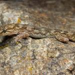 Kawarau gecko (Clyde, Central Otago) <a href="https://www.instagram.com/samanimalman/">© Samuel Purdie</a>