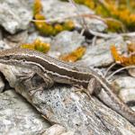 McCann's skink (Otago). <a href="https://www.instagram.com/samuelpurdiewildlife/">© Samuel Purdie</a>