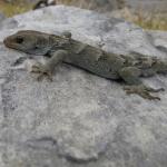 Black-eyed gecko (Tasman). © Chris Wedding