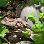 Plague skinks / rainbow skinks. © Chris Wedding