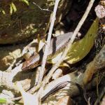 Ornate skink basking in dappled sunlight on forest floor (Whangarei, Northland). <a href="https://www.instagram.com/nickharker.nz/">© Nick Harker</a>