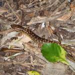 Robust skink on forest floor (Mercury Islands, Coromandel). © Chris Wedding