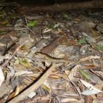 Robust skink on forest floor (Mercury Islands, Coromandel). © Chris Wedding