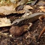 Whitaker's skink (Mercury Islands, Coromandel). © Chris Wedding