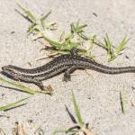 Shore skink (Tauranga) © Oscar Thomas