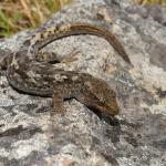 Waitaha gecko (Banks Peninsula). <a href="https://www.instagram.com/benweatherley.nz/?hl=en">© Ben Weatherley</a>
