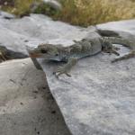 Black-eyed gecko (Tasman). © Chris Wedding