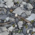 Juvenile Canterbury spotted skink (Canterbury High Country). <a href="https://www.instagram.com/benweatherley.nz/?hl=en">© Ben Weatherley</a>