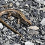 Canterbury spotted skink (Canterbury High Country). <a href="https://www.instagram.com/benweatherley.nz/?hl=en">© Ben Weatherley</a>