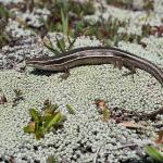 McCann's skink (Ashburton Lakes). <a href="https://www.instagram.com/benweatherley.nz/?hl=en">© Ben Weatherley</a>