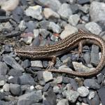 McCann's skink (Ashburton Lakes). <a href="https://www.instagram.com/benweatherley.nz/?hl=en">© Ben Weatherley</a>