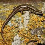 Canterbury grass skink (Darfield). <a href="https://www.instagram.com/benweatherley.nz/?hl=en">© Ben Weatherley</a>