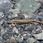 Canterbury grass skink (Lake Coleridge). <a href="https://www.instagram.com/benweatherley.nz/?hl=en">© Ben Weatherley</a>