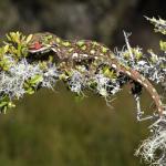 Starred gecko male (Nelson Lakes). <a href="https://www.instagram.com/benweatherley.nz/?hl=en">© Ben Weatherley</a>