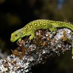 West Coast green gecko (Lewis Pass, Canterbury). <a href="https://www.instagram.com/benweatherley.nz/?hl=en">© Ben Weatherley</a>