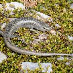 Scree Skink (Ashburton Lakes). <a href="https://www.instagram.com/benweatherley.nz/?hl=en">© Ben Weatherley</a>