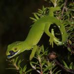 Elegant gecko in Kanuka (North Auckland). <a href="https://www.instagram.com/nickharker.nz/">© Nick Harker</a> 