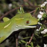 Elegant gecko licking Manuka flowers (Auckland). <a href="https://www.instagram.com/nickharker.nz/">© Nick Harker</a> 