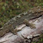 Waitaha gecko (Port Hills). <a href="https://www.instagram.com/nickharker.nz/">© Nick Harker</a>