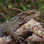 Waitaha gecko (Port Hills). <a href="https://www.instagram.com/nickharker.nz/">© Nick Harker</a>