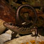 Cobble skink (Granity, West Coast). <a href="https://www.flickr.com/photos/rocknvole/">© Tony Jewell</a>