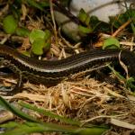 Cobble skink (Granity, West Coast). <a href="https://www.flickr.com/photos/rocknvole/">© Tony Jewell</a>