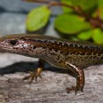 Cobble skink (Granity, West Coast). <a href="https://www.flickr.com/photos/rocknvole/">© Tony Jewell</a>