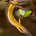 Cobble skink showing ventral coloration (Granity, West Coast). <a href="https://www.flickr.com/photos/rocknvole/">© Tony Jewell</a>