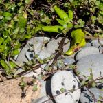 Cobble skinks basking in cobble habitat (Granity, West Coast). <a href="https://www.flickr.com/photos/rocknvole/">© Tony Jewell</a>