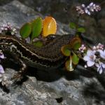 South Marlborough grass skink (Kaikoura). <a href="https://www.flickr.com/photos/rocknvole/">© Tony Jewell</a>