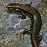 South Marlborough grass skink (Kaikoura). <a href="https://www.flickr.com/photos/rocknvole/">© Tony Jewell</a>