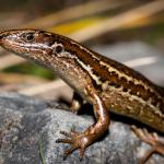 South Marlborough grass skink (Kaikoura). <a href="https://www.flickr.com/photos/rocknvole/">© Tony Jewell</a>