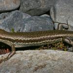 Roamatimati skink (Tekapo, Canterbury). <a href="https://www.flickr.com/photos/rocknvole/">© Tony Jewell</a>