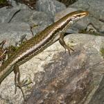 Roamatimati skink (Tekapo, Canterbury). <a href="https://www.flickr.com/photos/rocknvole/">© Tony Jewell</a>