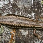 Roamatimati skink (Tekapo, Canterbury). <a href="https://www.flickr.com/photos/rocknvole/">© Tony Jewell</a>