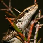 Roamatimati skink (Tekapo, Canterbury). <a href="https://www.flickr.com/photos/rocknvole/">© Tony Jewell</a>