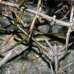 Roamatimati skink basking under protective cover of Matagouri (Tekapo, Canterbury). <a href="https://www.flickr.com/photos/rocknvole/">© Tony Jewell</a>