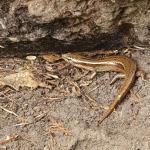 Glossy-brown skink in coastal forest (Kapiti Island, Wellington region). <a href="https://www.instagram.com/reinogrundling/?hl=en">© Reino Grundling</a>