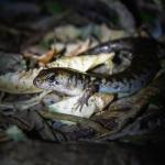 Robust skink (Mercury Islands, Coromandel). <a href="http://edinz.com/">© Edin Whitehead</a>