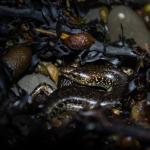 Egg-laying skink (Mercury Islands, Coromandel). <a href="http://edinz.com/">© Edin Whitehead</a>