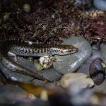 Egg-laying skink (Mercury Islands, Coromandel). <a href="http://edinz.com/">© Edin Whitehead</a>