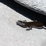 Shore skink (Mercury Islands, Coromandel). <a href="http://edinz.com/">© Edin Whitehead</a>