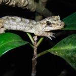 Mokohinau Gecko (Mokohinau Islands). <a href="http://edinz.com/">© Edin Whitehead</a>