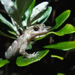 Mokohinau Gecko (Mokohinau Islands). <a href="http://edinz.com/">© Edin Whitehead</a>