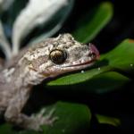 Mokohinau Gecko (Mokohinau Islands). <a href="http://edinz.com/">© Edin Whitehead</a>