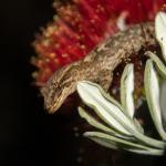 Poor Knights Gecko (Poor Knights Islands). <a href="http://edinz.com/">© Edin Whitehead</a>