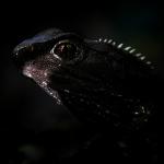 Tuatara (Hen and Chicken Islands). <a href="http://edinz.com/">© Edin Whitehead</a>