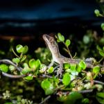 Mokohinau Gecko (Mokohinau Islands). <a href="http://edinz.com/">© Edin Whitehead</a>